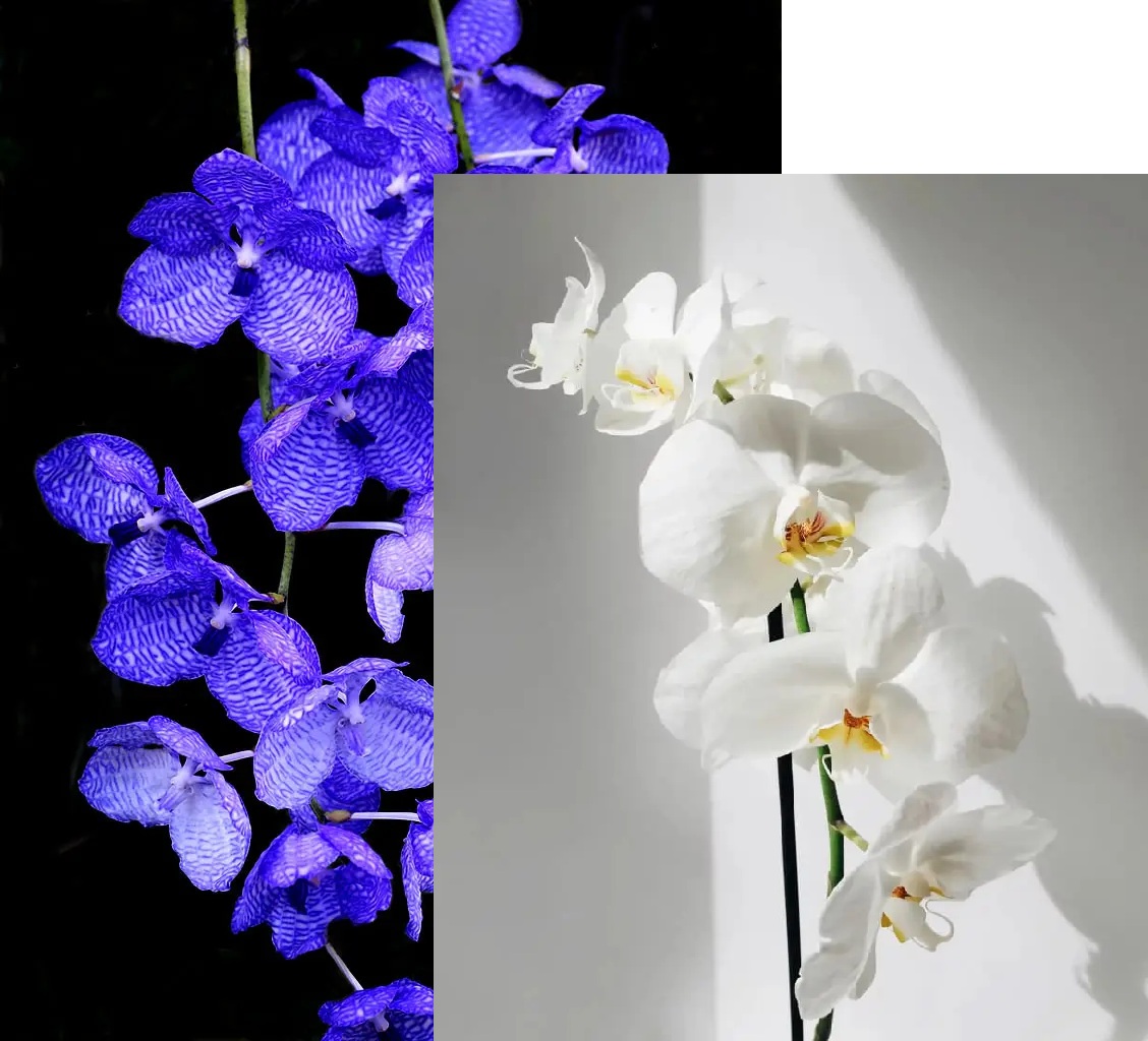orchid_top_preview